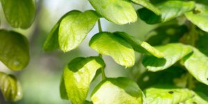 Foie : le desmodium est-il dangereux ?