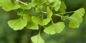 Acouphene : le ginkgo biloba comme traitement