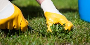Glyphosate : un desherbant augmente les risques de maladie du foie