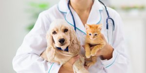  Coronavirus : les animaux de compagnie peuvent etre infectes par le variant anglais