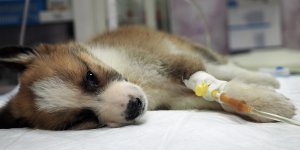 Coronavirus : votre chien ou votre chat peut-il vous contaminer ?