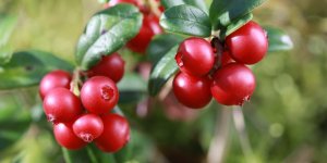 Canneberge : une plante pour soigner la cystite