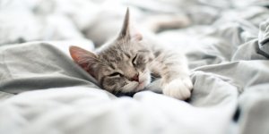 Maladies du chat : comment reconnaitre la gale