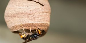 Frelon asiatique : que faire en cas de reaction allergie ?