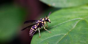 Piqure de frelon : que faire en cas d-allergie ?