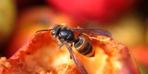 Frelon asiatique : comment reagir face a un nid pour eviter les piqures ?