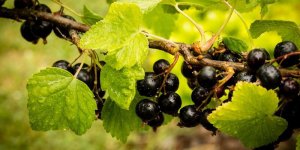 Un traitement naturel contre l-arthrose des doigts