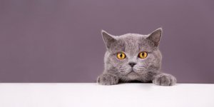 Votre chat est-il un psychopathe ? Ce test permet de le decouvrir !