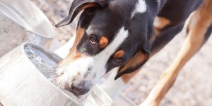Qu-est-ce que la potomanie du chien ?