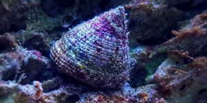 Diabete : le venin d-escargot marin, meilleur traitement que l-insuline ?