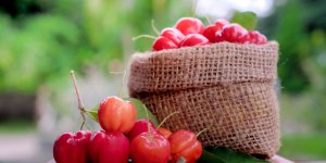 Cure de vitamine C : ou trouver de l-acerola ?