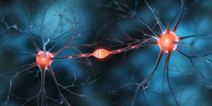 Des neurones pour arreter de manger : une piste dans la lutte contre l’obesite