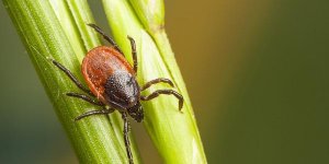 Maladie de Lyme : une nouvelle bacterie a l’origine de la maladie