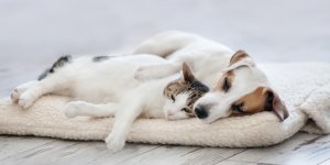 Animaux de compagnie : les symptomes de la gale