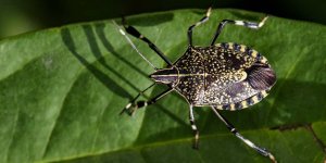 De nombreux cas d’invasions de punaises diaboliques signales en France