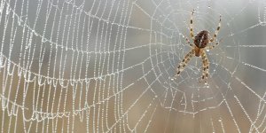 Piqures d’araignee : 7 remedes pour etre vite soulage
