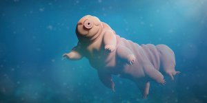 Cet animal microscopique (tardigrade) pourrait proteger des effets nefastes de la radiotherapie