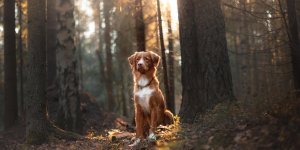 Tique : la maladie de Lyme chez le chien