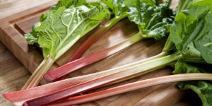 Phytotherapie : la rhubarbe contre la constipation