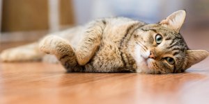 Les principales causes d-allergie chez le chat
