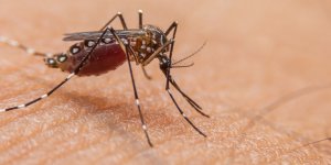 Dengue : premier cas autochtone detecte en Ile-de-France