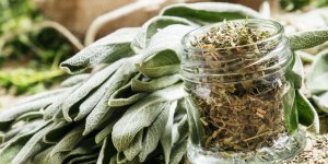 Aphte dans la bouche : la sauge comme remede