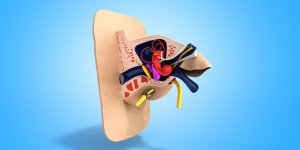 Otite moyenne chronique (OMC), inflammation de l-oreille moyenne : comment la soigner ?