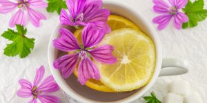 La tisane de mauve pour calmer la toux seche