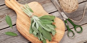 Sauge : une plante speciale pour la menopause
