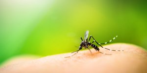 16 insecticides naturels et sans risque