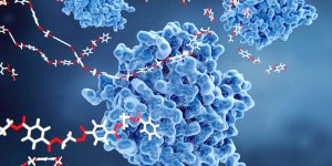Transaminases ALAT elevees : qu-est-ce que ca veut dire ?