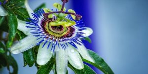 Passiflore : des bienfaits relaxants