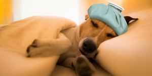 Souffle au cœur chez le chien : les symptomes