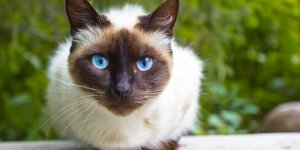 Elle frole la mort a cause d’une griffure de son chat 