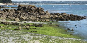 Quels sont les dangers des algues sur nos plages ? 