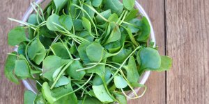 Aphte a la gencive : du cresson comme remede naturel