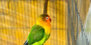 Les maladies les plus frequentes chez les oiseaux