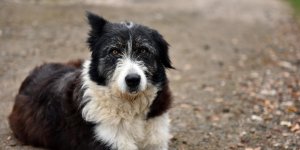 Piqure d-aoutat chez le chien : le vinaigre efficace ?