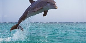 Ces 7 animaux peuvent etre atteints d’Alzheimer ou de demence senile