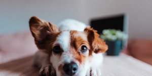 7 erreurs que vous faites avec votre chien sans le savoir