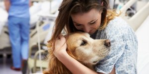 Le top 5 des animaux qui nous guerissent