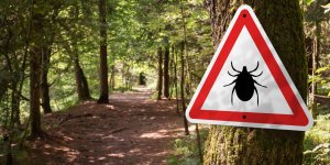 Tiques : 6 astuces naturelles pour s’en proteger