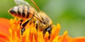 Il n-y a pas pire que ces 10 piqures d-insectes