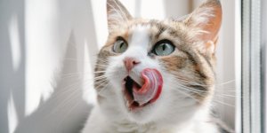 Les 7 aliments a ne jamais donner a son chat
