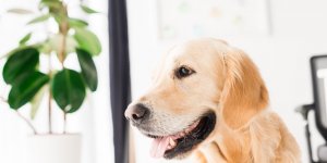 Chiens : ces 7 plantes toxiques qu-ils ne doivent surtout pas manger