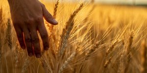 Aliments anti-inflammatoires : les fibres des cereales protegent le coeur