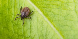 15 astuces pour repousser les tiques dans votre jardin