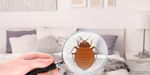 Punaises de lit : 5 manieres de savoir si vous en avez chez vous