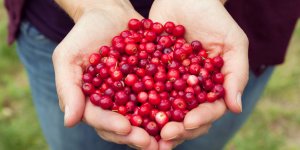 Connaissez-vous les 7 bienfaits (insoupconnes) de la cranberry pour votre sante ?