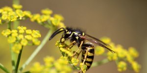 6 plantes pour faire fuir les guepes naturellement